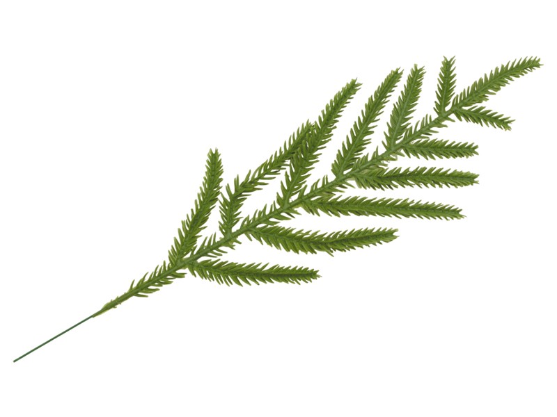 Κλαδί  Έλατο 33εκ